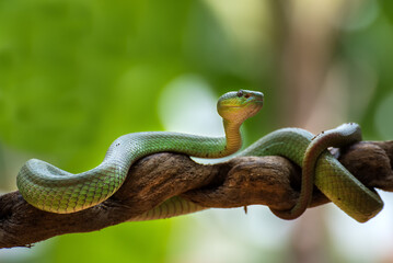 Closeup of a White lipped Island Pit Viper on a Branch in Tropical Indonesia, White lipped Island Pit Viper coiled around a tree branch