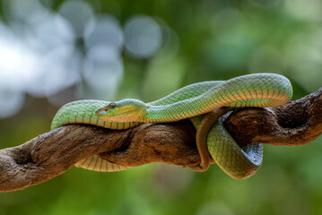 Closeup of a White lipped Island Pit Viper on a Branch in Tropical Indonesia, White lipped Island Pit Viper coiled around a tree branch