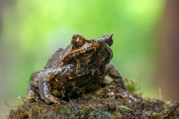 Javan horned frog Is a species of frog found in Java
,Javan horned frog is on a mossy rock