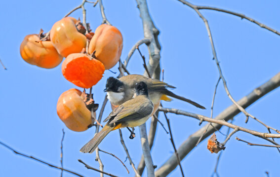Bird Pecking Persimmons on Tree Branch