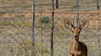 On the wrong side of the fence.