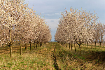 An idyllic view showcases a path winding through a blossoming orchard under a serene sky.