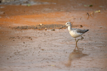 Sand piper wading in water 