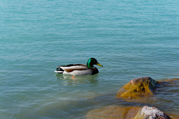 A male mallard duck enjoys a leisurely float in the tranquil turquoise water.