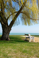 A scenic view of a bench beneath a weeping willow tree overlooking the tranquil lake.