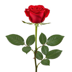 Beautiful red rose flower isolated for romantic occasions transparent background