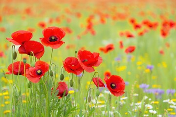 Fototapeta premium Vibrant Poppy Field