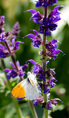 Orange-tip butterfly resting on purple flower nectarizing