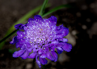 Pincushion flower (Scabiosa) blooming with vibrant purple petals and stamens