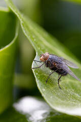 Common housefly insect (Musca domestica)resting on green leaf in nature
