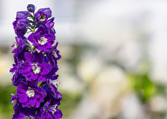 Larkspur (Delphinium) flower stalk showing vibrant purple petals blooming