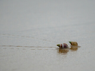 Schnecke