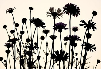 Dark silhouettes of various wildflowers against a light background, showcasing delicate forms and textures, dark, profile