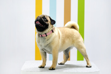 Pug dog on light background on catwalk