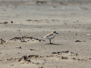 Weißstirn-Regenpfeifer
