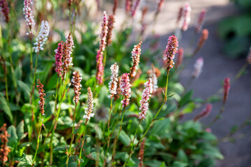 Persicaria maculosa