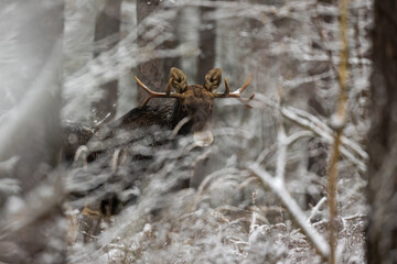 Mammal - bull moose winter (Alces)