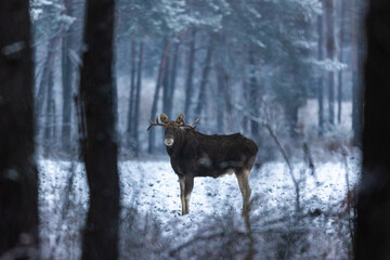 Mammal - bull moose winter (Alces)