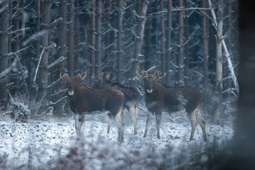 Mammal - bull moose winter (Alces)