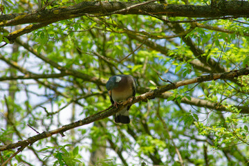 A wood pigeon rests on a tree branch amidst green leaves and sunlight.