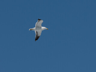 Möwe