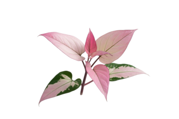 Pink Syngonium Plant on Transparent Background