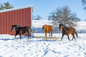 Three horses trotting in front of a shed in a snowy pasture.