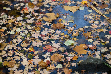 fallen leaves on the river