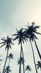 Fototapeta premium Tall slender black and white palm trees stretch skyward evoking a lush tropical paradise feel, nature, serene