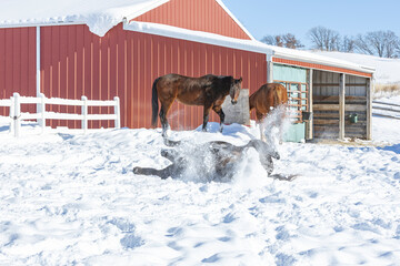 A horse rolling in the snow while two other horses stand in front of a barn.