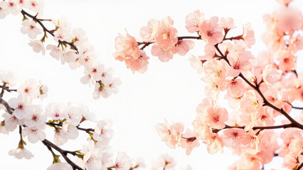 Beautiful cherry blossom branches with delicate pink and white flowers against a bright sky