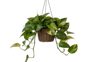 Pothos hanging plant in a basket isolated