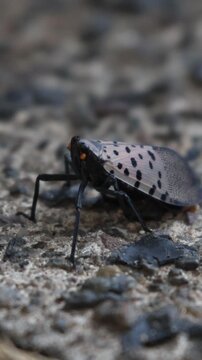 adult spotted lanternfly sitting on concrete sidewalk in brooklyn new york (invasive insect species from asia) colorful flying bug spots lantern fly