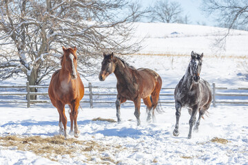 Three horses running in a snowy pasture toward the camera.