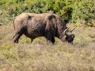 Fototapeta premium Büffel