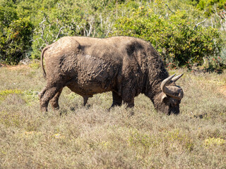 Obraz premium Büffel