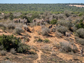 Naklejka premium Zebra