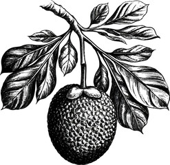 Vintage Botanical Engraving of a Breadfruit Branch with Leaves - Detailed Black and White Hand-Drawn Woodcut Illustration of Artocarpus Altilis for Organic Branding