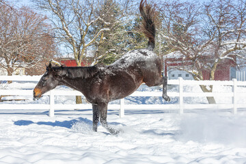 A Thoroughbred mare bucking in the snow along a fence. 