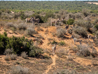 Naklejka premium Zebra