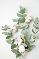 Lush white cotton flowers, fresh green eucalyptus branches on light gray background top view....