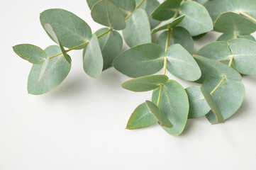 Green fresh eucalyptus branches on light gray background, top view copy space. Natural floral background for card or invitation. Plant is used for making essential oils, medicine