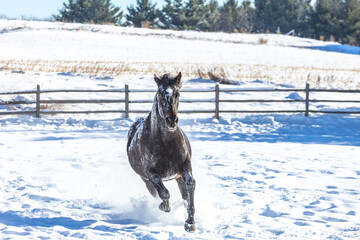 A dark horse galloping toward the camera in a snowy field. 