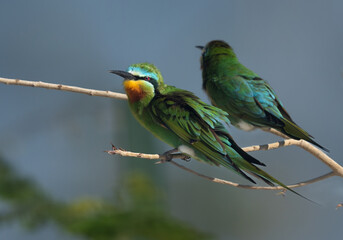 Closeup of a pair of Blue-cheeked bee-eater perched on twig