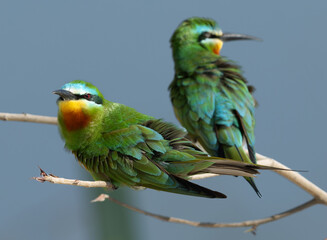 Closeup of a pair of Blue-cheeked bee-eater perched on twig, Bahrain