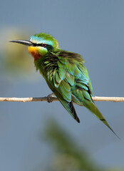 Portrait of a Blue-cheeked bee-eater, Bahrain