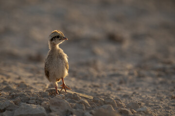A backlit image of Grey francolin chick at Saar, Bahrain