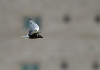 White-winged tern flying at Tubli bay, Bahrain