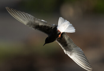Closeup of a White-winged tern flying at Tubli bay, Bahrain