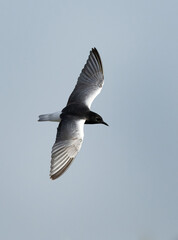 White-winged tern at Asker marsh, Bahrain